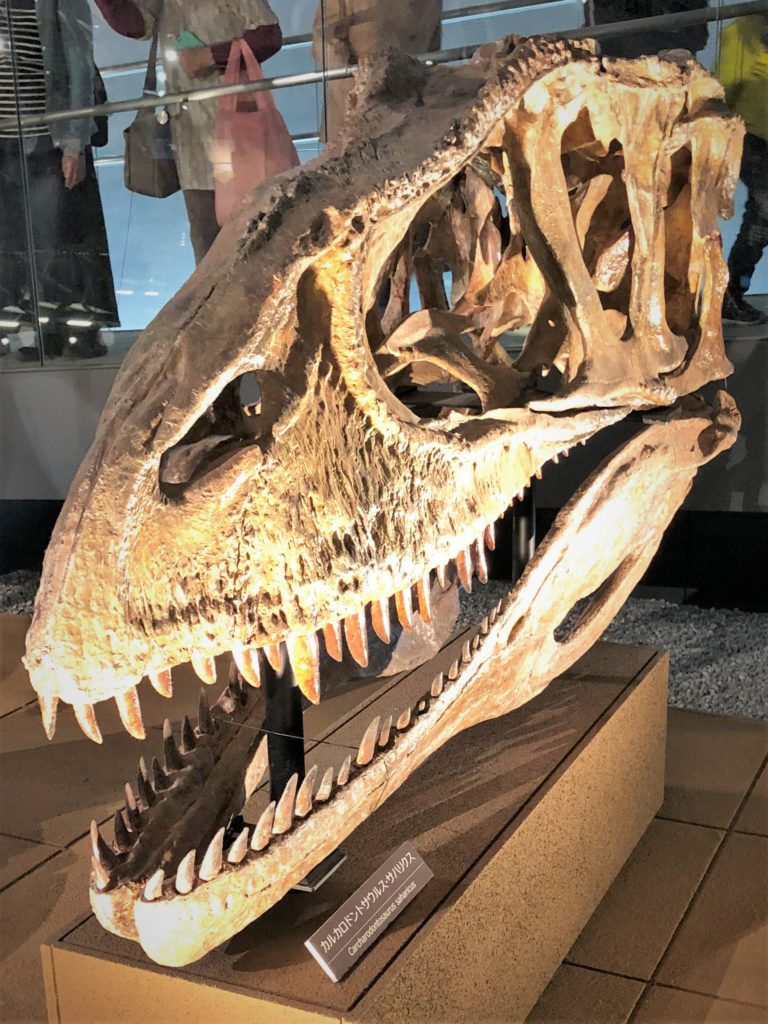 カルカロドントサウルスCarcharodontosaurus
